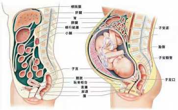 试管婴儿成功率受哪些因素影响？年龄、内膜、胚胎质量科普